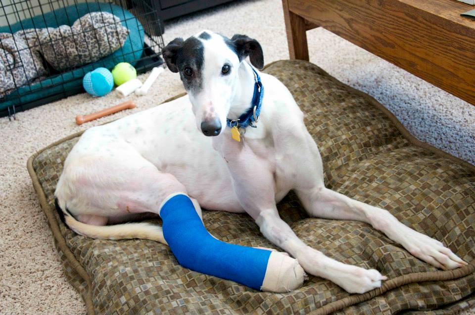 puppies near me shelter