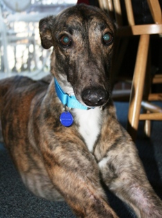 Benson is available for adoption