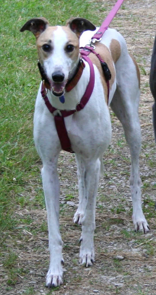 Shira