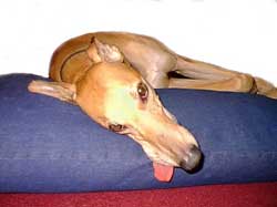 Em