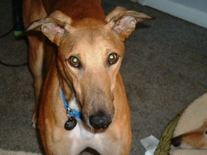 Spud
