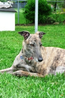 Bella